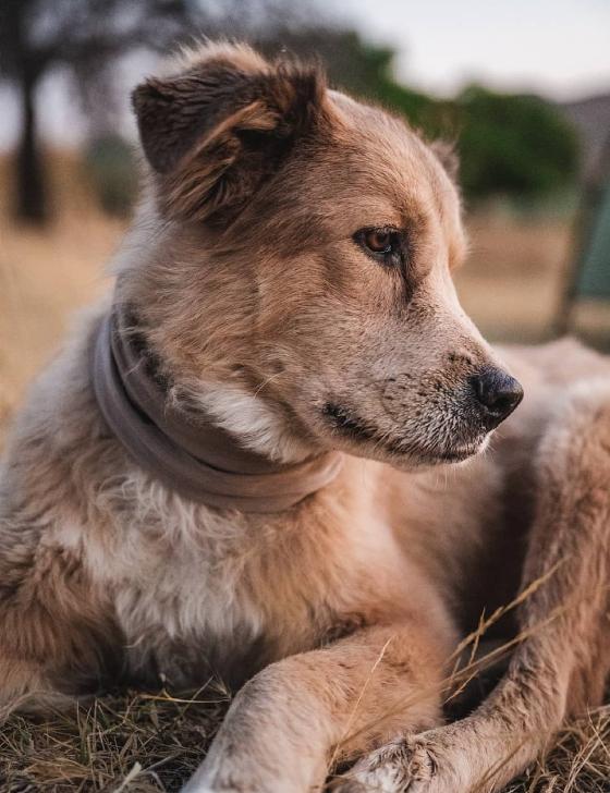 Un bărbat și câinele lui au mers pe jos în jurul lumii timp de 7 ani. Cea mai dureroasă provocare a fost atunci când s-au întors acasă 926559