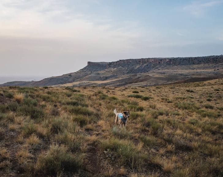Un bărbat și câinele lui au mers pe jos în jurul lumii timp de 7 ani. Cea mai dureroasă provocare a fost atunci când s-au întors acasă 926560