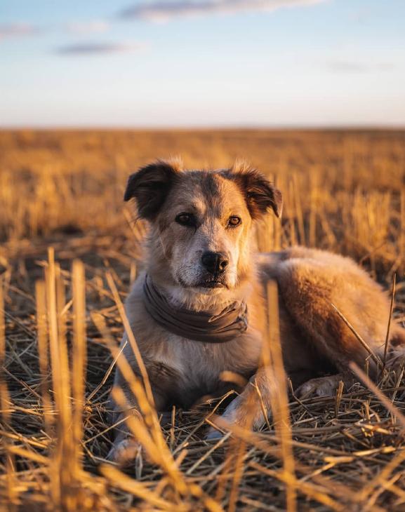Un bărbat și câinele lui au mers pe jos în jurul lumii timp de 7 ani. Cea mai dureroasă provocare a fost atunci când s-au întors acasă 926561