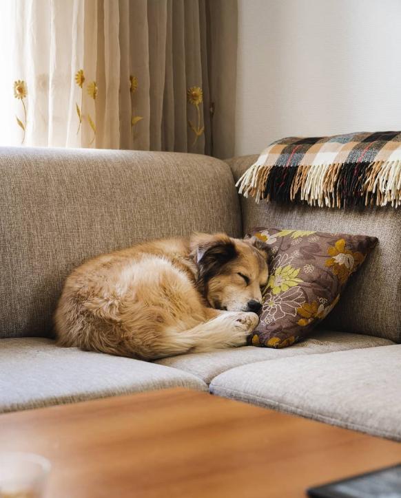 Un bărbat și câinele lui au mers pe jos în jurul lumii timp de 7 ani. Cea mai dureroasă provocare a fost atunci când s-au întors acasă 926562