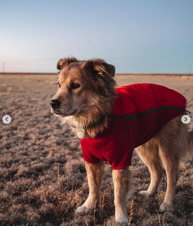 Un bărbat și câinele lui au mers pe jos în jurul lumii timp de 7 ani. Cea mai dureroasă provocare a fost atunci când s-au întors acasă 926566
