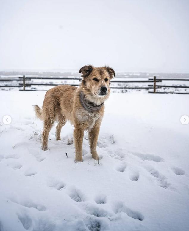 Un bărbat și câinele lui au mers pe jos în jurul lumii timp de 7 ani. Cea mai dureroasă provocare a fost atunci când s-au întors acasă 926567
