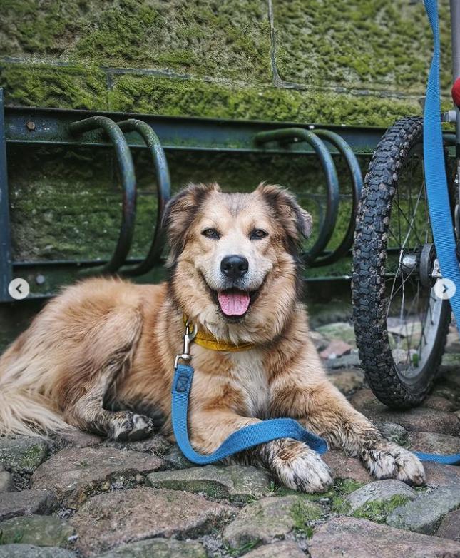 Un bărbat și câinele lui au mers pe jos în jurul lumii timp de 7 ani. Cea mai dureroasă provocare a fost atunci când s-au întors acasă 926569