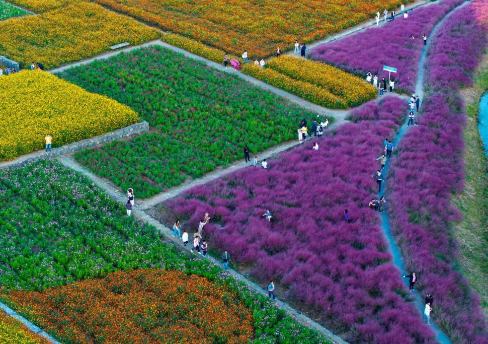 Imagini spectaculoase cu câmpurile colorate din Suqian. Lumea este atrasă ca un magnet de locul care până de curând a fost o ruină 927414