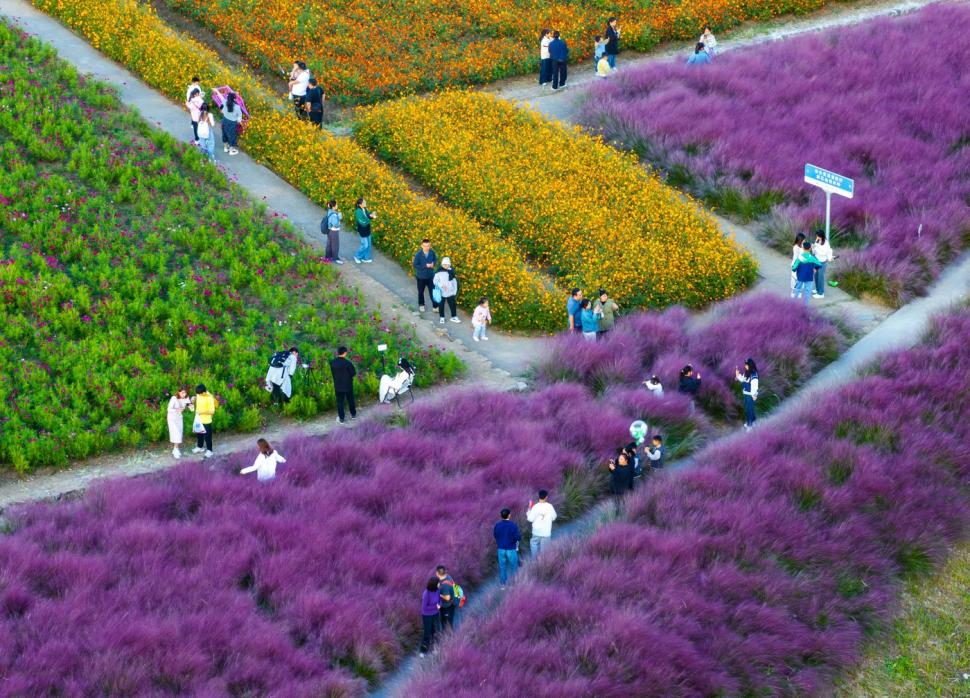 Imagini spectaculoase cu câmpurile colorate din Suqian. Lumea este atrasă ca un magnet de locul care până de curând a fost o ruină 927425