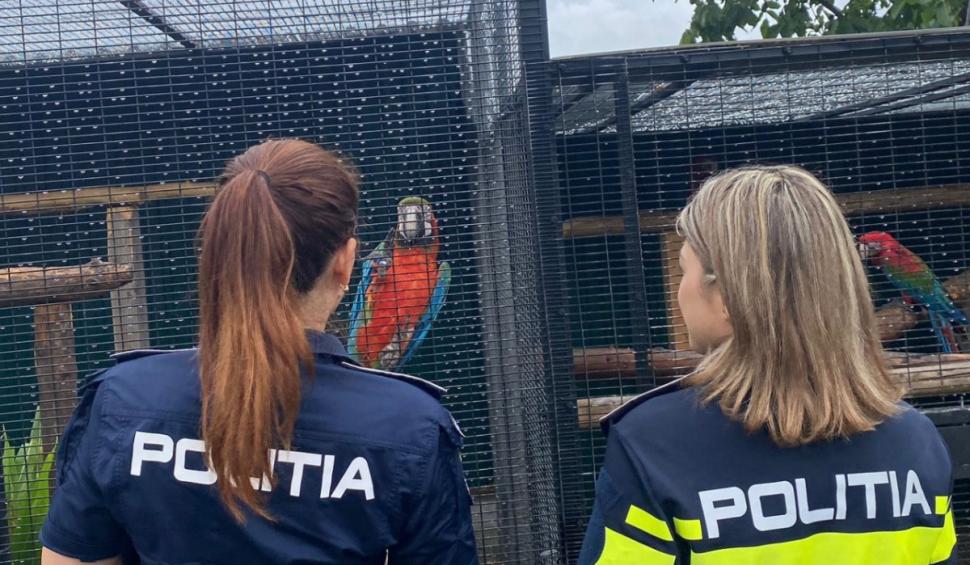 Canguri, şerpi, veveriţe și alte animale exotice, găsite de Poliție și Garda de Mediu în mai multe locuinţe din Iaşi 927891