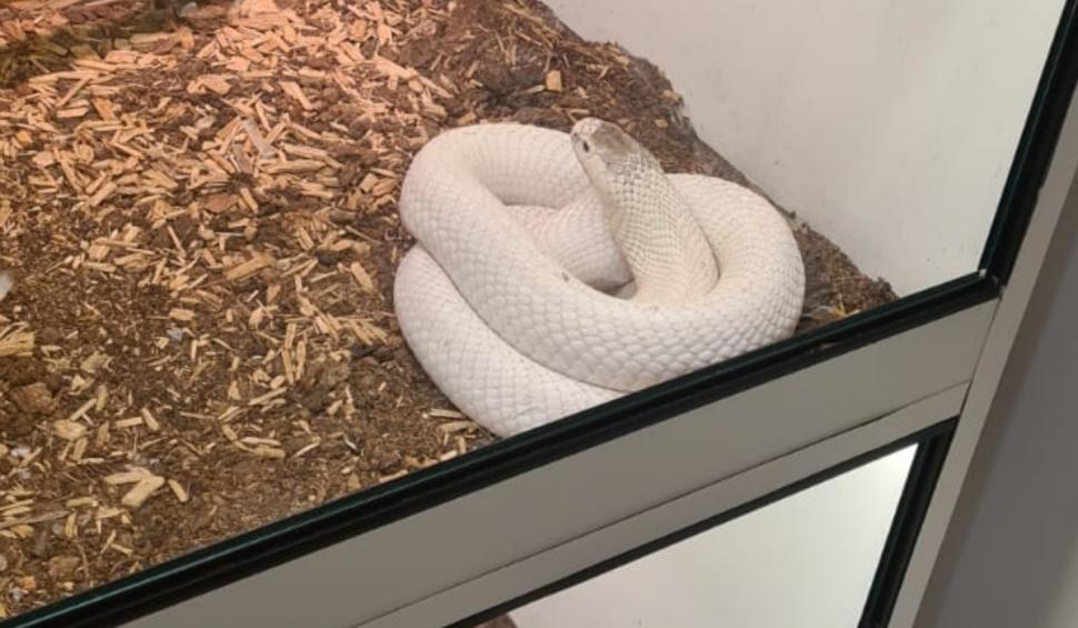 Canguri, şerpi, veveriţe și alte animale exotice, găsite de Poliție și Garda de Mediu în mai multe locuinţe din Iaşi 927892