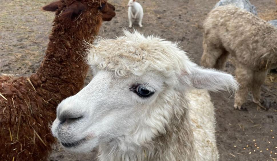 Canguri, şerpi, veveriţe și alte animale exotice, găsite de Poliție și Garda de Mediu în mai multe locuinţe din Iaşi 927893