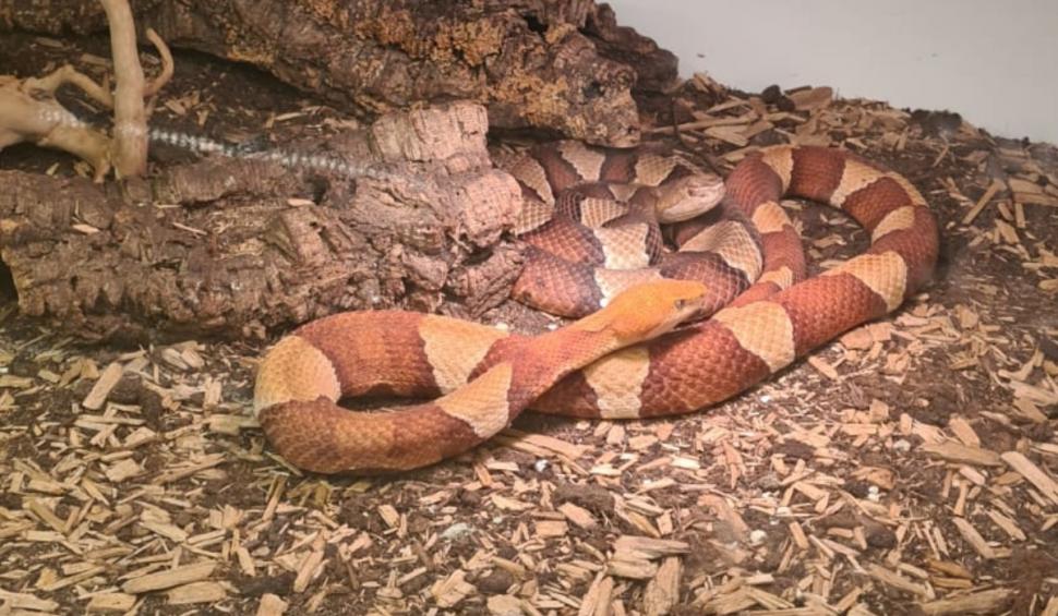 Canguri, şerpi, veveriţe și alte animale exotice, găsite de Poliție și Garda de Mediu în mai multe locuinţe din Iaşi 927894