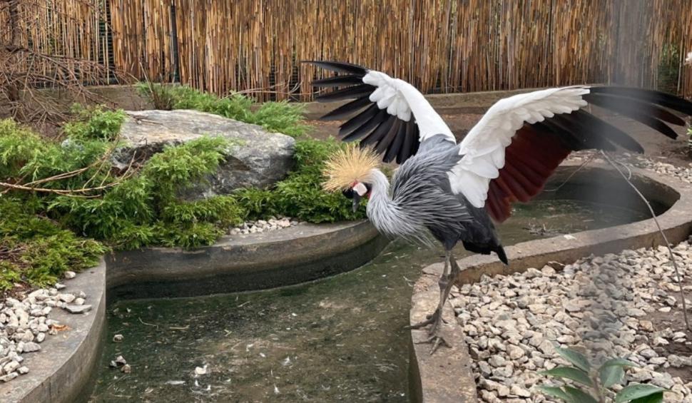 Canguri, şerpi, veveriţe și alte animale exotice, găsite de Poliție și Garda de Mediu în mai multe locuinţe din Iaşi 927895