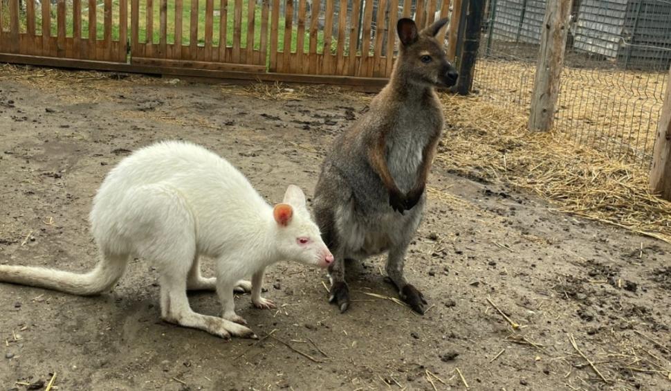 Canguri, şerpi, veveriţe și alte animale exotice, găsite de Poliție și Garda de Mediu în mai multe locuinţe din Iaşi 927896