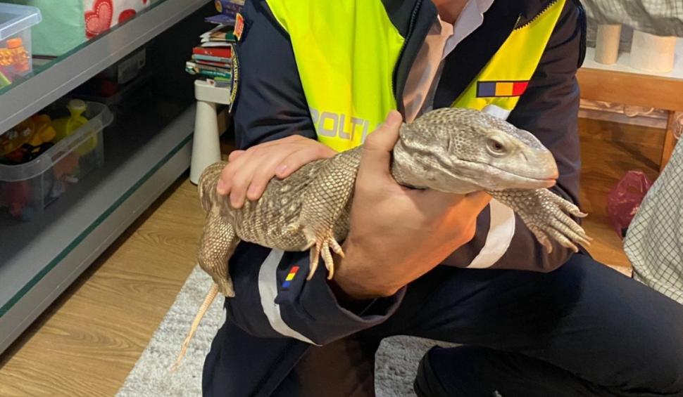 Canguri, şerpi, veveriţe și alte animale exotice, găsite de Poliție și Garda de Mediu în mai multe locuinţe din Iaşi 927897