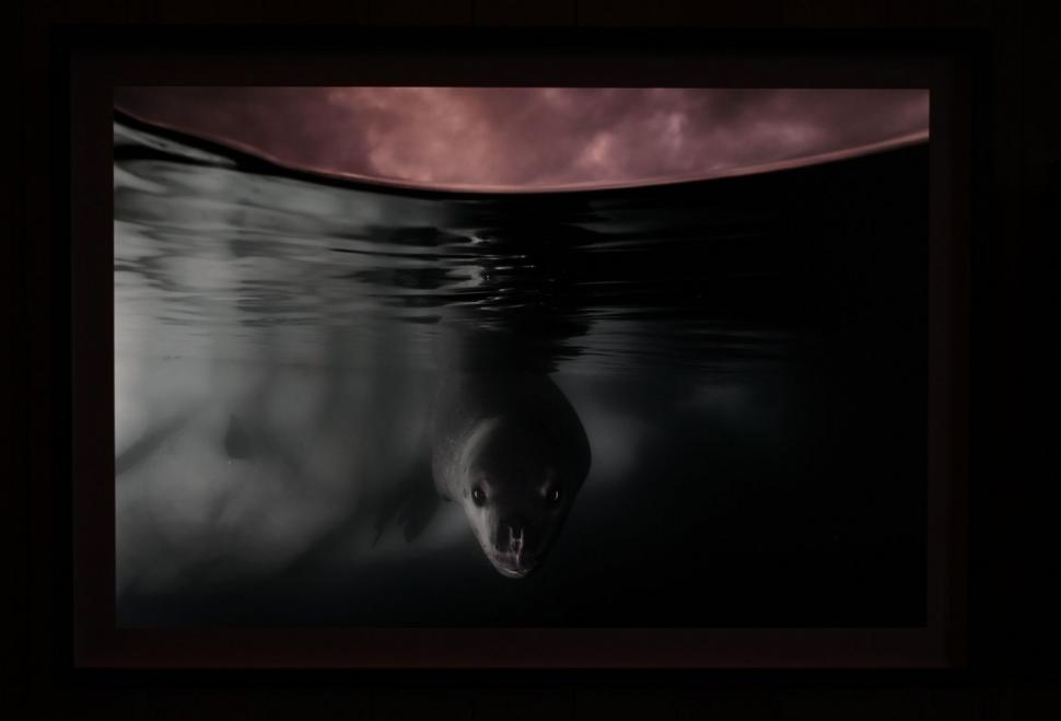 Cele mai frumoase fotografii de natură sălbatică în 2024. Ce reprezintă imaginea câștigătoare și unde a fost realizată 928017