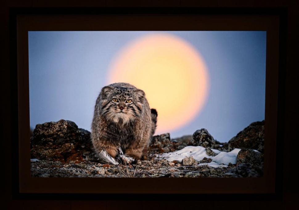 Cele mai frumoase fotografii de natură sălbatică în 2024. Ce reprezintă imaginea câștigătoare și unde a fost realizată 928047