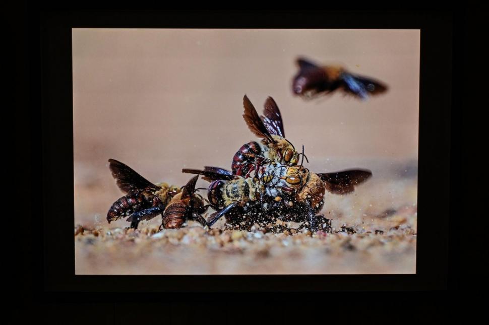Cele mai frumoase fotografii de natură sălbatică în 2024. Ce reprezintă imaginea câștigătoare și unde a fost realizată 928048