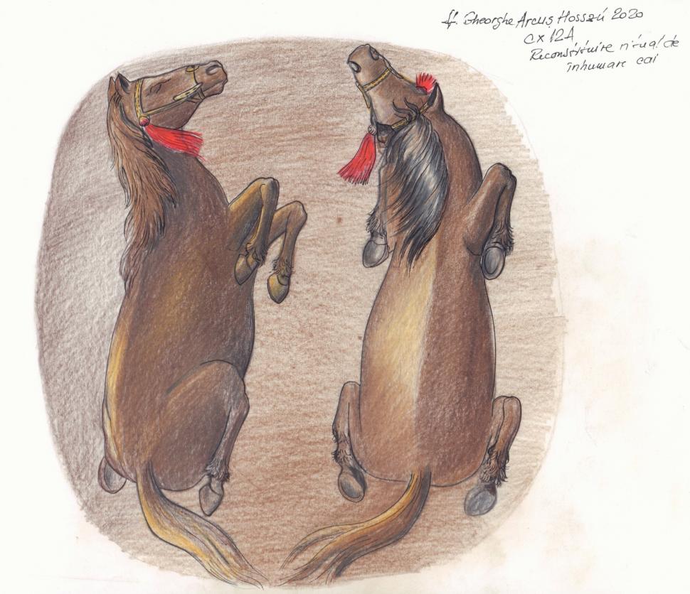 Descoperire arheologică neobișnuită în Sfântu Gheorghe. După 3 ani de cercetări s-a aflat povestea scheletelor cu zăbală găsite acolo 928005