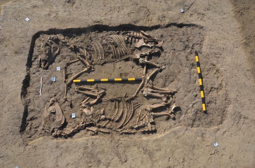 Descoperire arheologică neobișnuită în Sfântu Gheorghe. După 3 ani de cercetări s-a aflat povestea scheletelor cu zăbală găsite acolo 928008