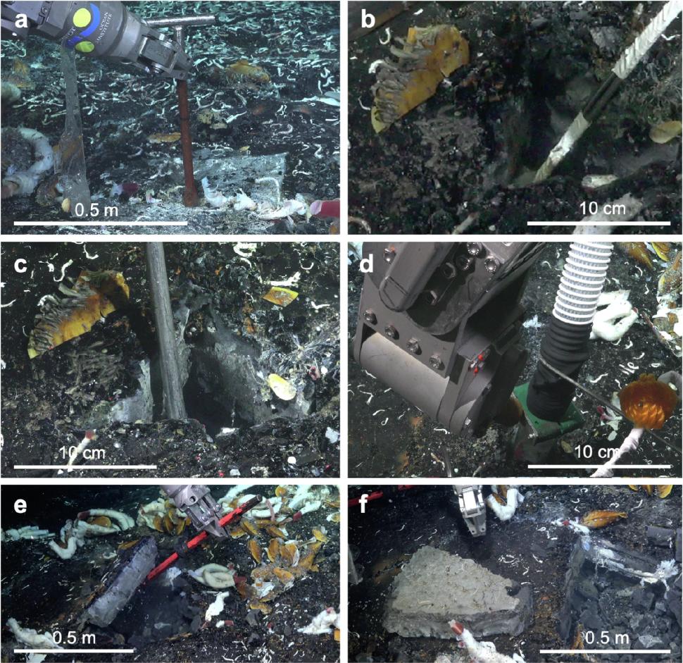 Viermi giganţi au fost descoperiți de cercetători sub scoarţa terestră, pe fundul oceanelor: „Această faună trebuie protejată” 928901