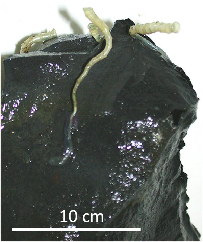 Viermi giganţi au fost descoperiți de cercetători sub scoarţa terestră, pe fundul oceanelor: „Această faună trebuie protejată” 928904