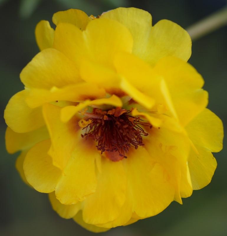 „Iarba grasă”, plină de antioxidanți, pe care dacii o foloseau ca plantă tămăduitoare. Străinii o pun în salate, dar românii o aruncă 929210