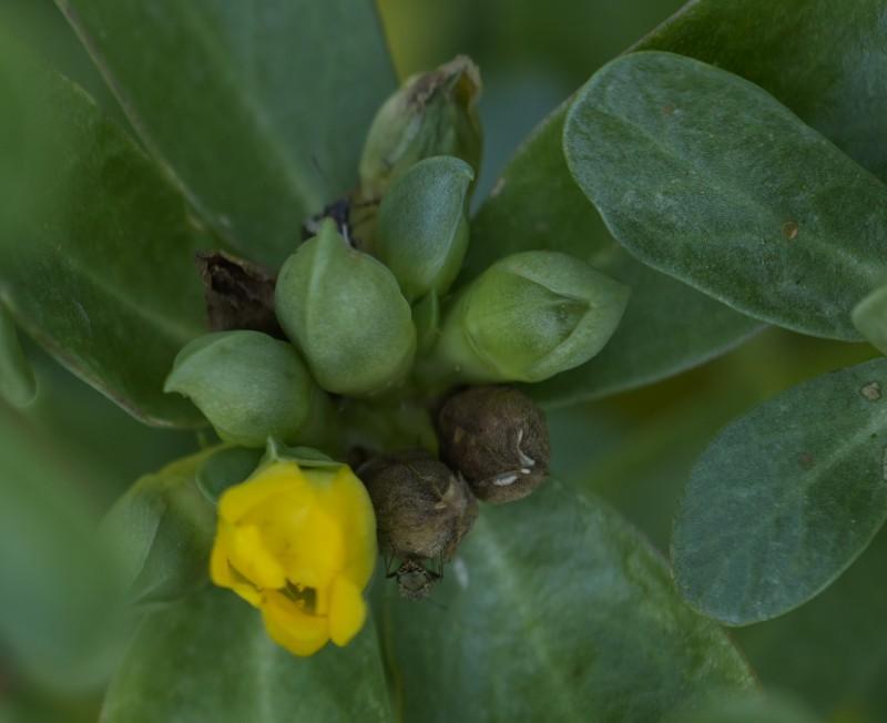 „Iarba grasă”, plină de antioxidanți, pe care dacii o foloseau ca plantă tămăduitoare. Străinii o pun în salate, dar românii o aruncă 929211