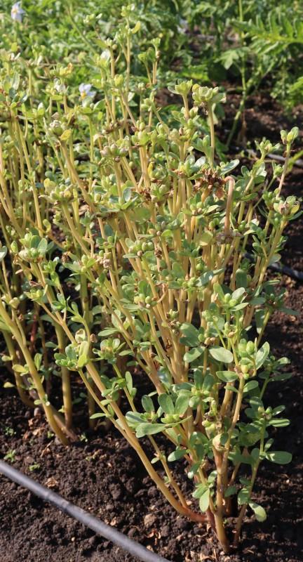 „Iarba grasă”, plină de antioxidanți, pe care dacii o foloseau ca plantă tămăduitoare. Străinii o pun în salate, dar românii o aruncă 929212