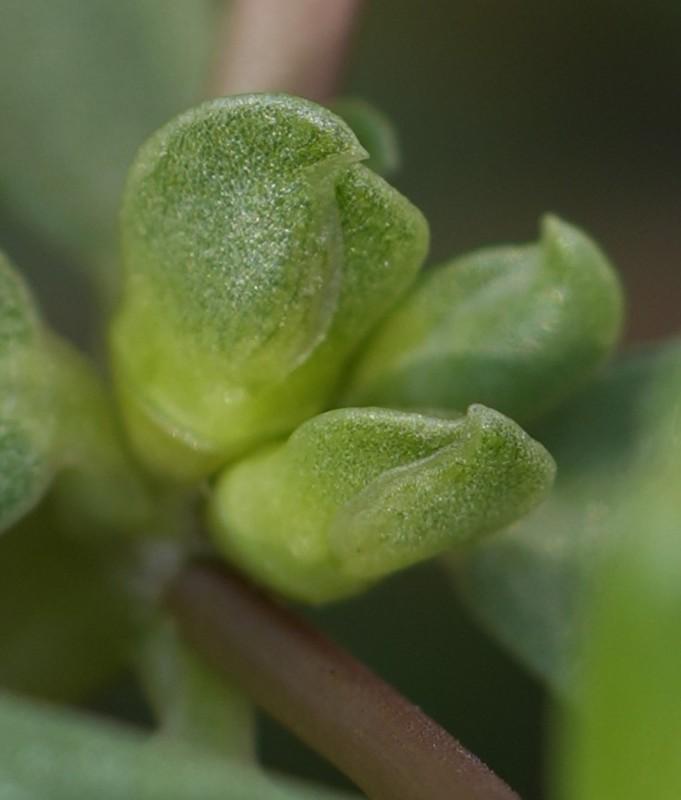 „Iarba grasă”, plină de antioxidanți, pe care dacii o foloseau ca plantă tămăduitoare. Străinii o pun în salate, dar românii o aruncă 929213