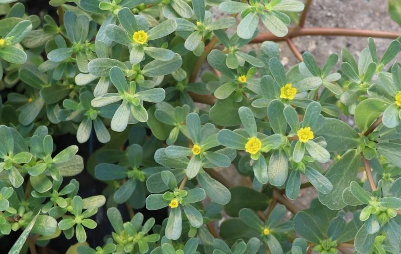 „Iarba grasă”, plină de antioxidanți, pe care dacii o foloseau ca plantă tămăduitoare. Străinii o pun în salate, dar românii o aruncă 929214