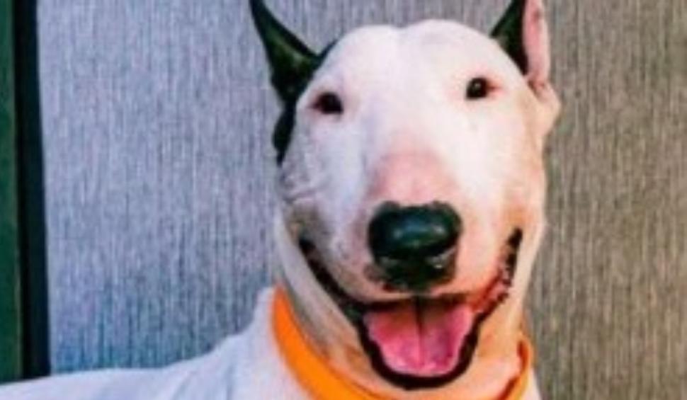 Un câine a fost legat de un stâlp şi abandonat în apă de stăpân în timpul uraganului Milton din Florida. Individul a fost arestat 929162