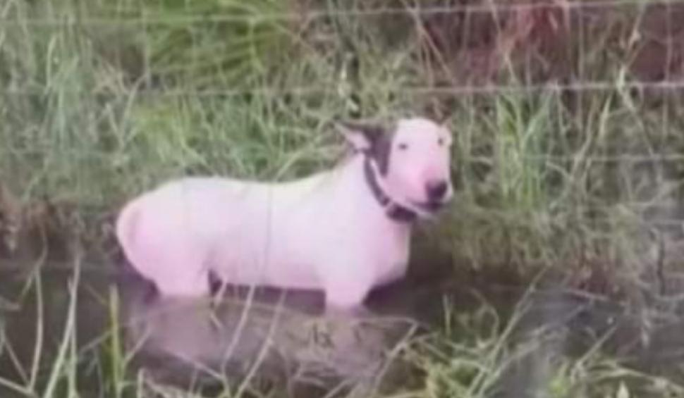 Un câine a fost legat de un stâlp şi abandonat în apă de stăpân în timpul uraganului Milton din Florida. Individul a fost arestat 929163