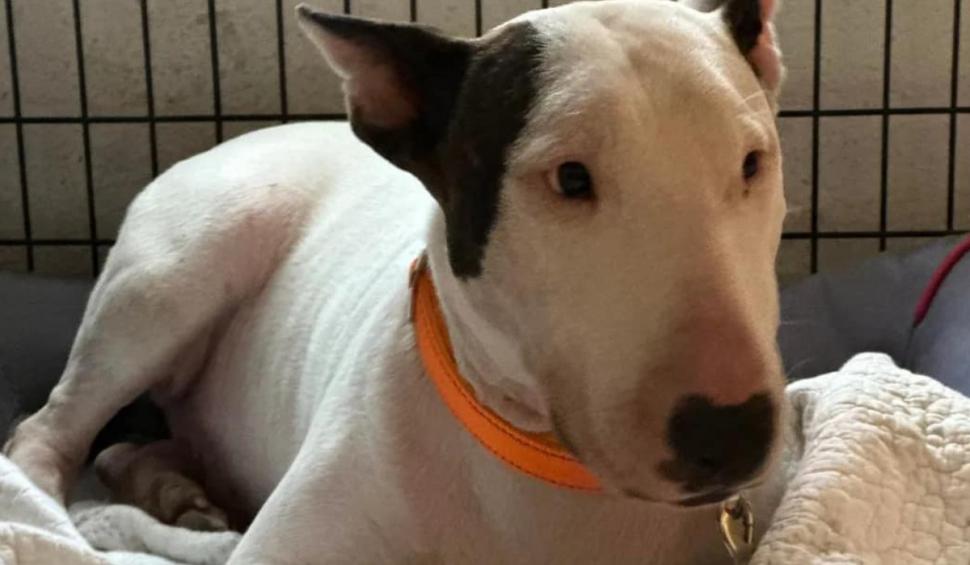 Un câine a fost legat de un stâlp şi abandonat în apă de stăpân în timpul uraganului Milton din Florida. Individul a fost arestat 929172