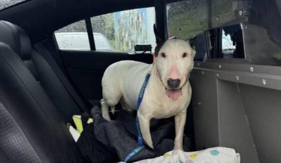 Un câine a fost legat de un stâlp şi abandonat în apă de stăpân în timpul uraganului Milton din Florida. Individul a fost arestat 929173