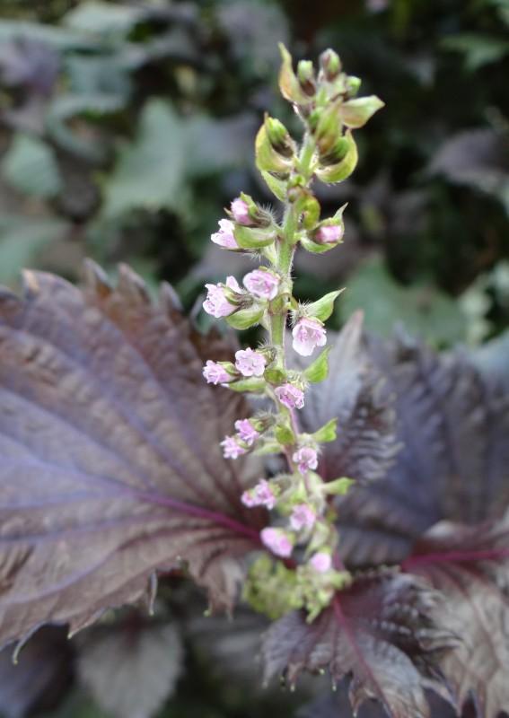 Agricultorii vor putea da lovitura cu „Carmina”, urzica-minune proaspăt omologată în România: Tratează mai multe boli și alergii 929222