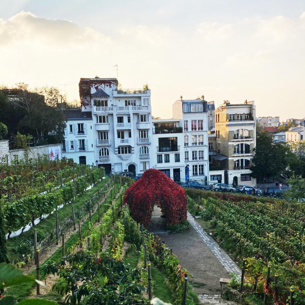 Povestea francezului cu o podgorie secretă în centrul Parisului. Cultivă 2.000 de vițe de vie printre blocuri: „Este excepțional” 929436