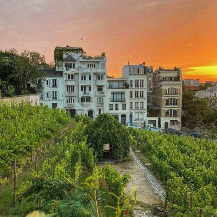 Povestea francezului cu o podgorie secretă în centrul Parisului. Cultivă 2.000 de vițe de vie printre blocuri: „Este excepțional” 929437