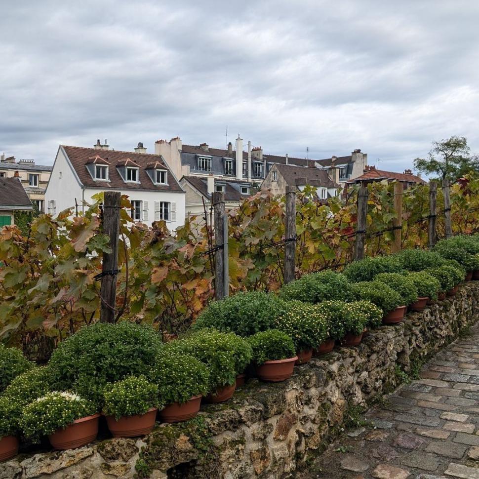 Povestea francezului cu o podgorie secretă în centrul Parisului. Cultivă 2.000 de vițe de vie printre blocuri: „Este excepțional” 929438