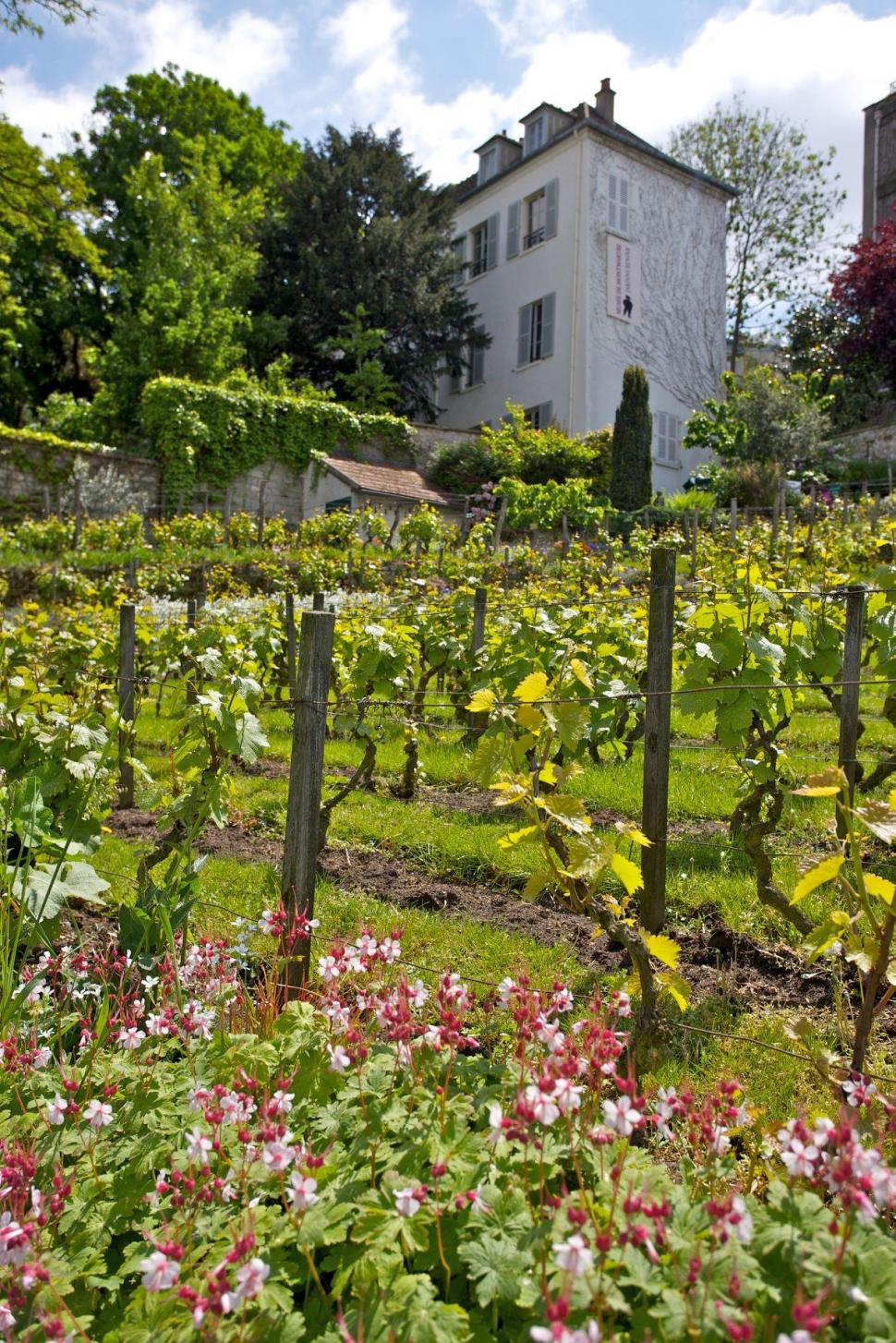 Povestea francezului cu o podgorie secretă în centrul Parisului. Cultivă 2.000 de vițe de vie printre blocuri: „Este excepțional” 929439