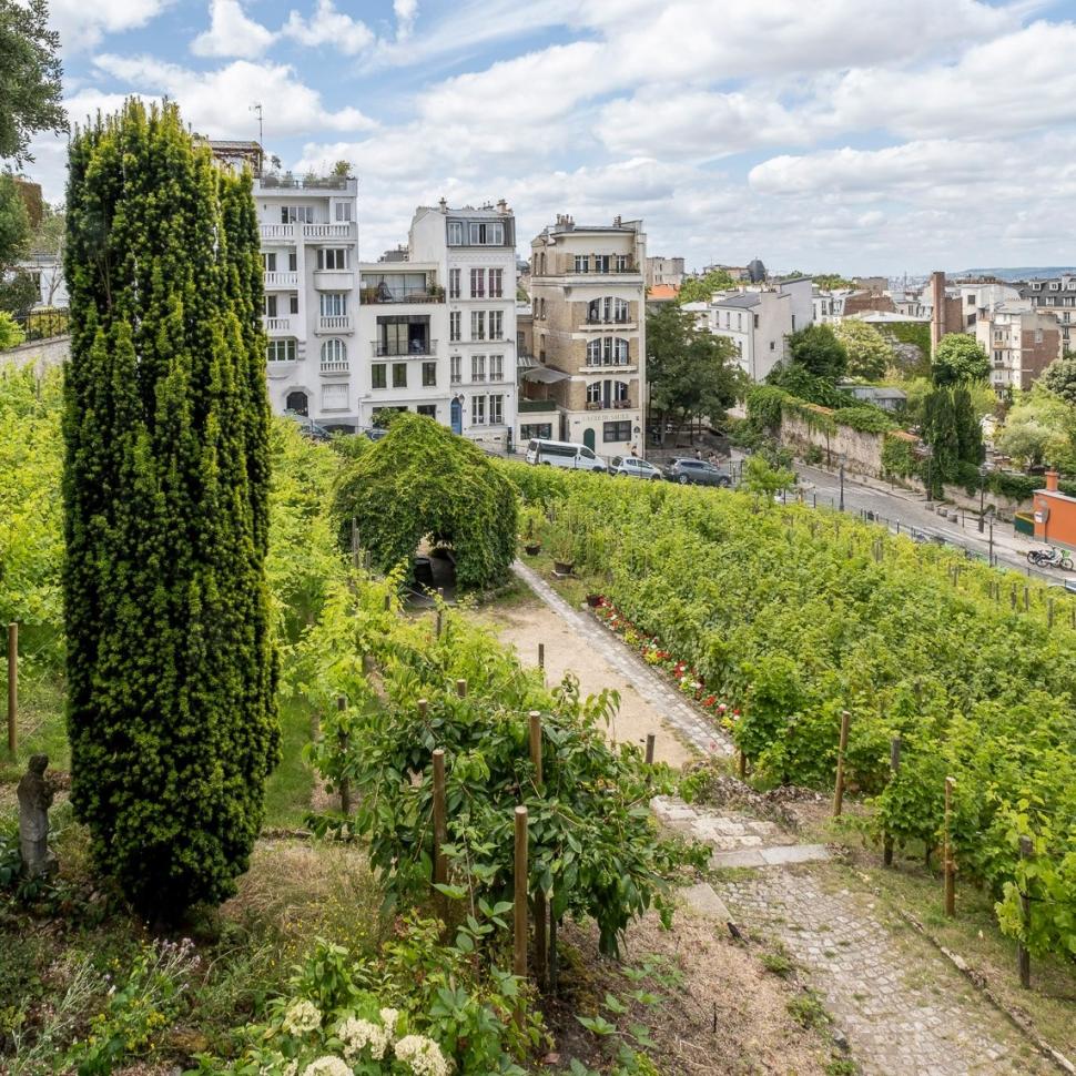 Povestea francezului cu o podgorie secretă în centrul Parisului. Cultivă 2.000 de vițe de vie printre blocuri: „Este excepțional” 929440