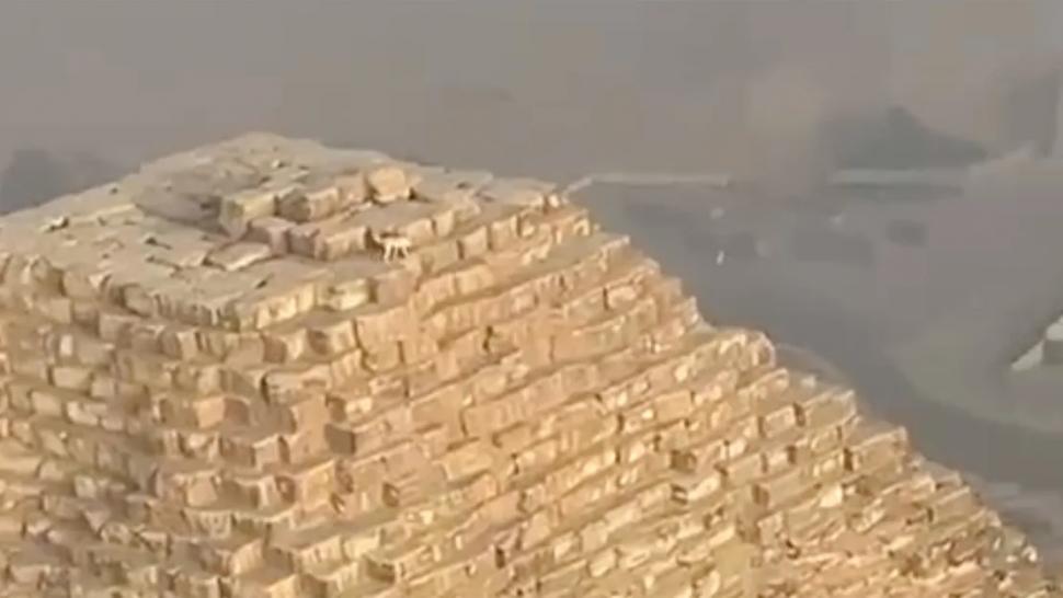 Câine filmat pe Marea Piramidă din Giza, în Egipt: Un parapantist l-a observat în vârful monumentului antic, în timpul zborului 929649