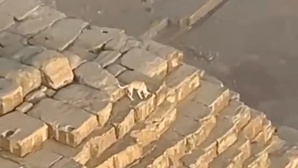 Câine filmat pe Marea Piramidă din Giza, în Egipt: Un parapantist l-a observat în vârful monumentului antic, în timpul zborului 929650