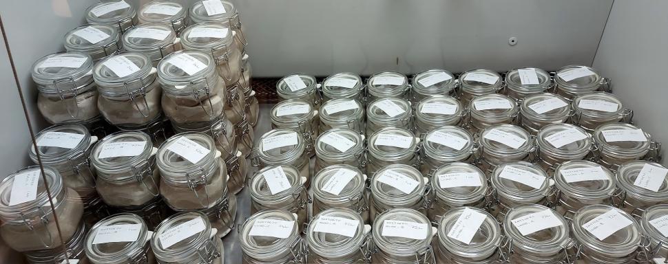 Colecționara de creiere antice: Povestea tinerei care a studiat peste 4.400 de organe. Totul a început cu câteva migrene îngrozitoare 930316