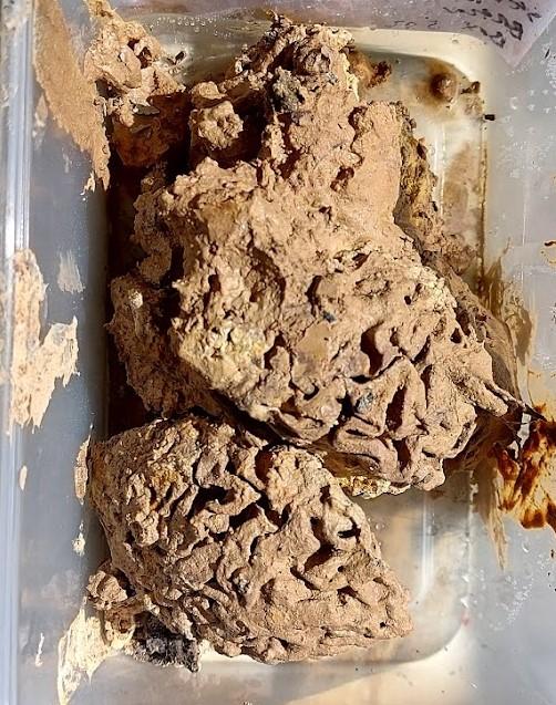 Colecționara de creiere antice: Povestea tinerei care a studiat peste 4.400 de organe. Totul a început cu câteva migrene îngrozitoare 930319