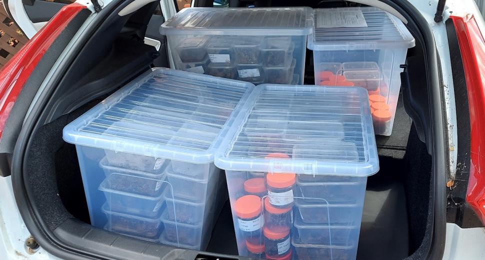 Colecționara de creiere antice: Povestea tinerei care a studiat peste 4.400 de organe. Totul a început cu câteva migrene îngrozitoare 930320