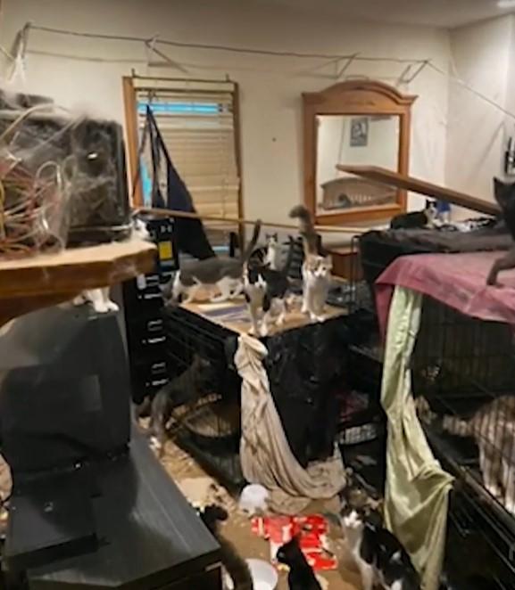 Imagini șocante. Cum arată interiorul casei în care un bărbat locuia cu cele 175 de pisici ale sale 931079