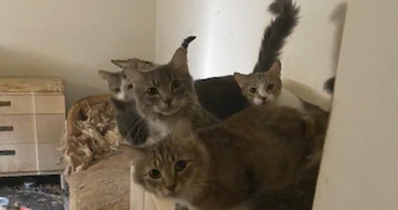 Imagini șocante. Cum arată interiorul casei în care un bărbat locuia cu cele 175 de pisici ale sale 931081