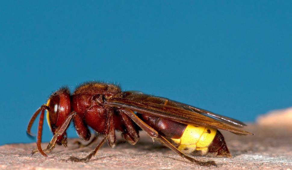 Cercetătorii au descoperit primul animal ce poate consuma cantităţi mari de alcool fără să se îmbete 931550