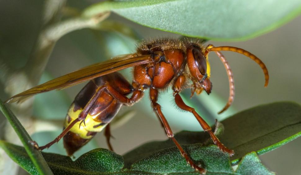 Cercetătorii au descoperit primul animal ce poate consuma cantităţi mari de alcool fără să se îmbete 931551