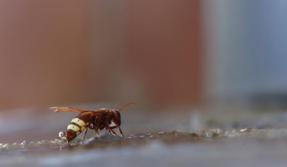 Cercetătorii au descoperit primul animal ce poate consuma cantităţi mari de alcool fără să se îmbete 931552