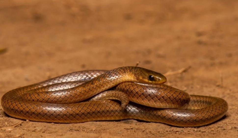 Cum arată şarpele numit după Leonardo DiCaprio, o nouă specie cu mai mulţi dinţi descoperită în Himalaya 931520