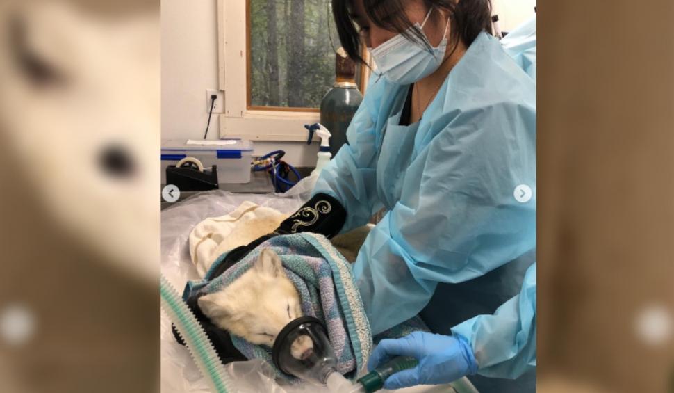 „Seamănă cu un cățeluș”. O vulpe polară salvată de pe stradă i-a uimit pe experţii în fauna sălbatică 931906